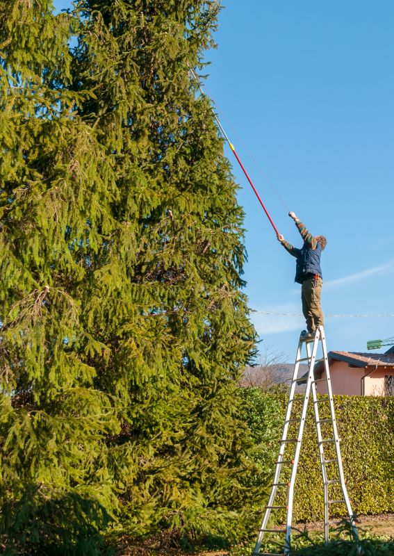 Local Evergreen Trimming pros at work