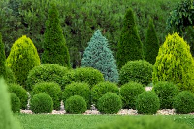 Keep Your Trees Looking Neat and Organized