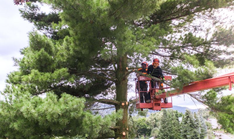 Evergreen Trimming