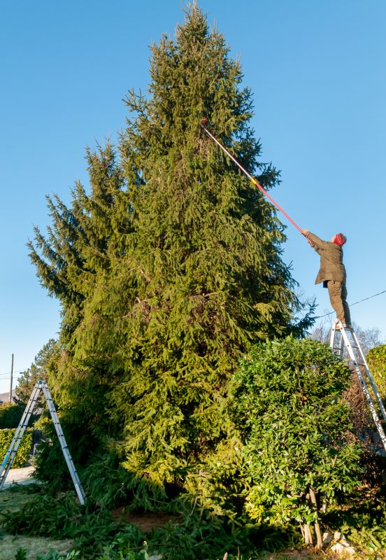 Evergreen Trimming