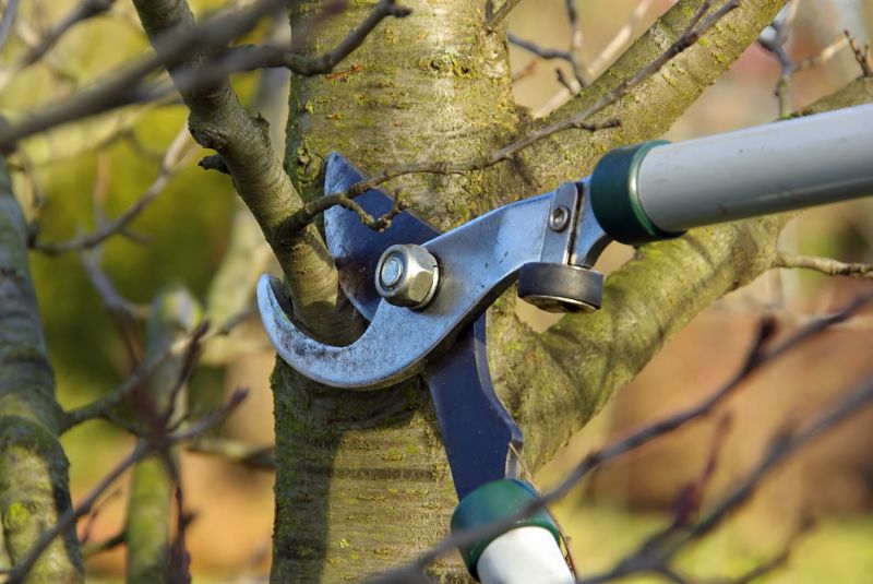 Birch Tree Pruning in San Jose, CA