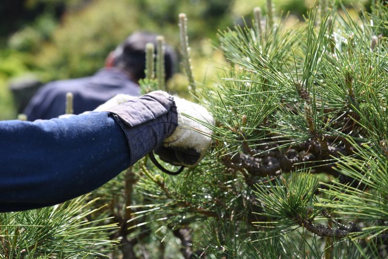 Bradford Pear Tree Pruning in Allentown, PA