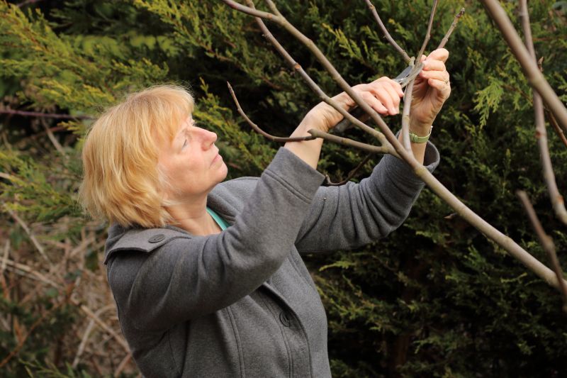 Cedar Tree Pruning in Allentown, PA