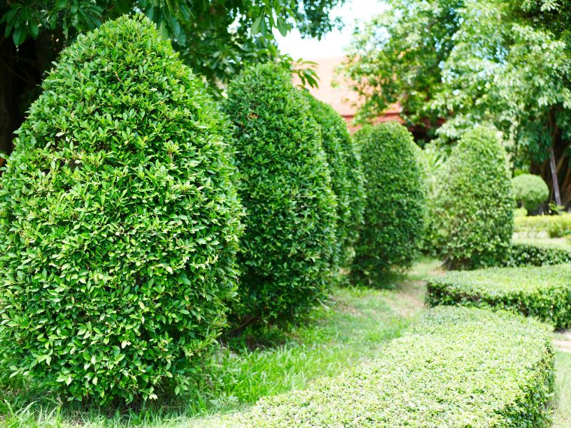 Evergreen Trimming Costs — Cost of Evergreen Trimming