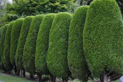 Evergreen Trimming Costs — Cost of Evergreen Trimming