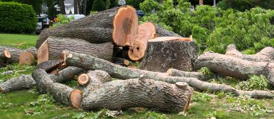 Cypress Tree Removal in Reno, NV