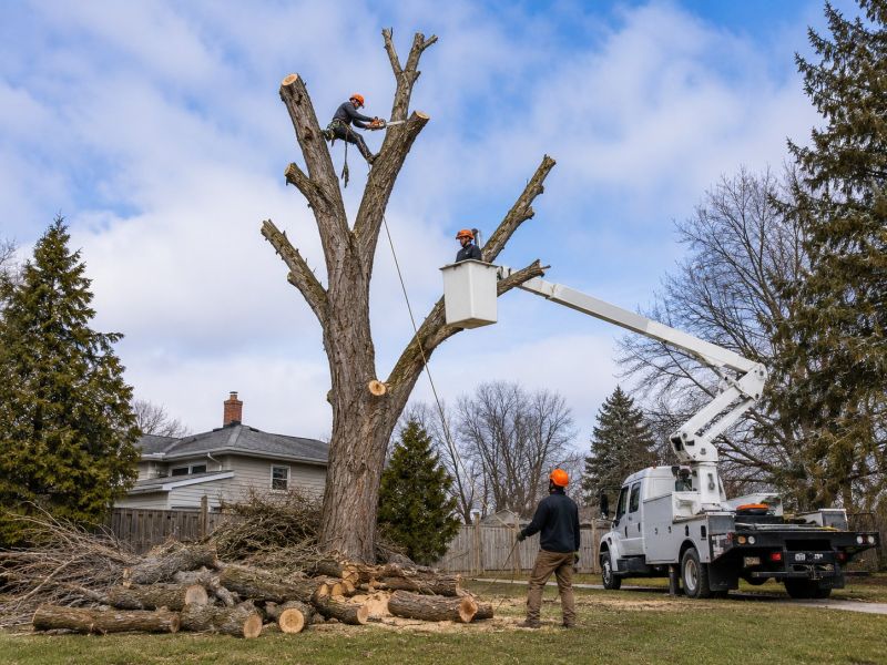 Elm Tree Removal in Bucks County, PA