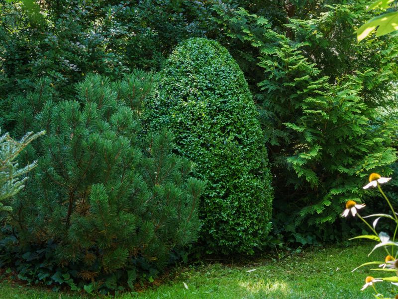 Evergreen Trimming