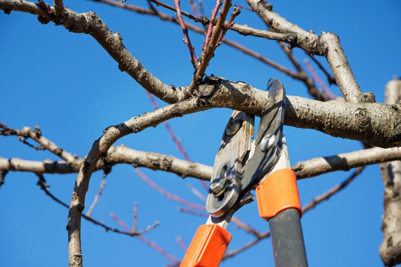 Limb Pruning in Doylestown, PA