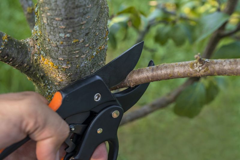 Magnolia Tree Pruning in Allentown, PA