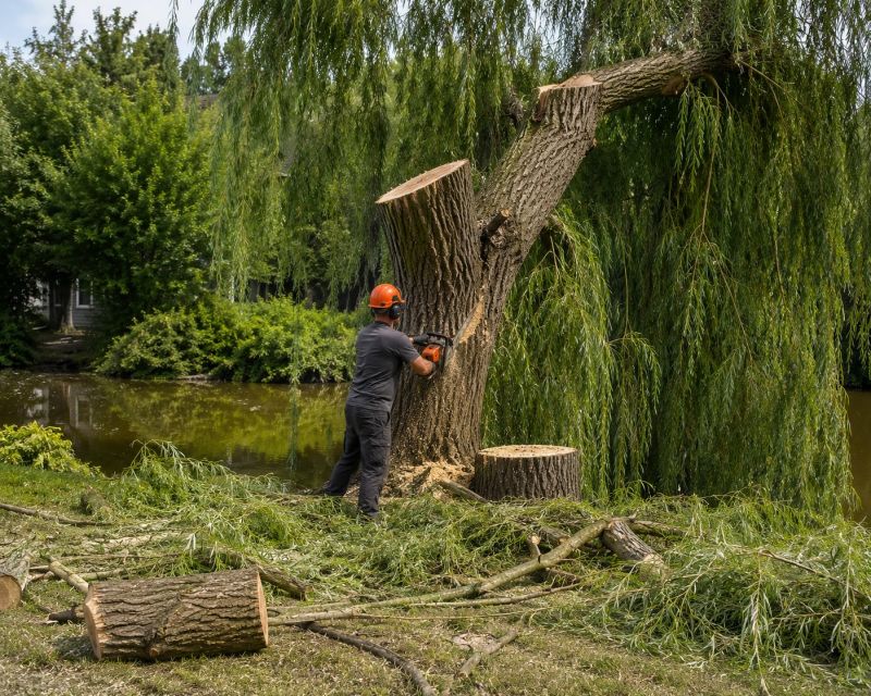 Maple Tree Removal in Bucks County, PA