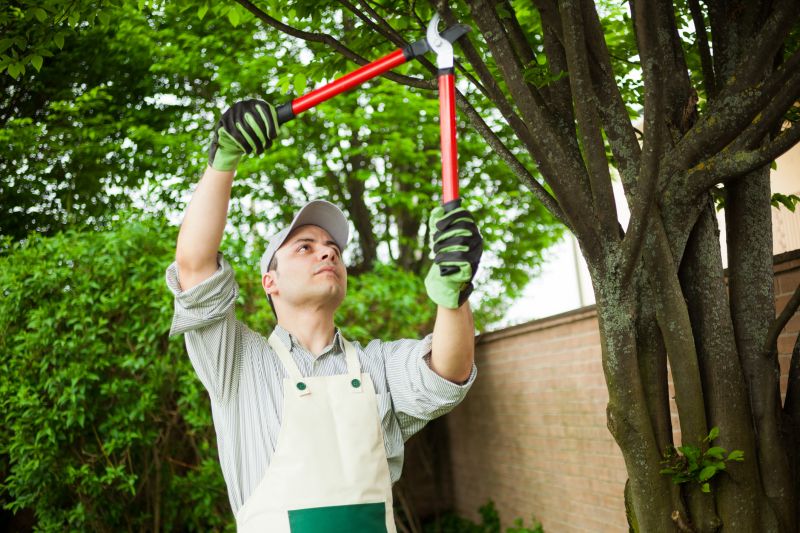 Orchard Tree Pruning in Allentown, PA