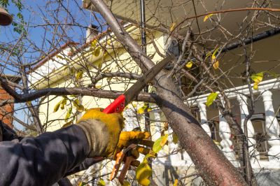 Tree Branch Cutting in San Jose, CA
