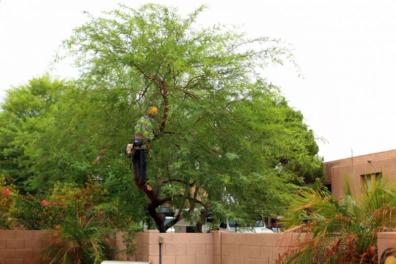 Tree Service in Aiken, SC