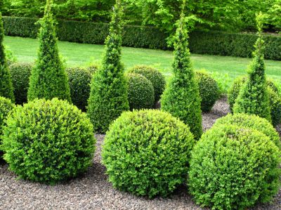 Get Professional Trimming Today